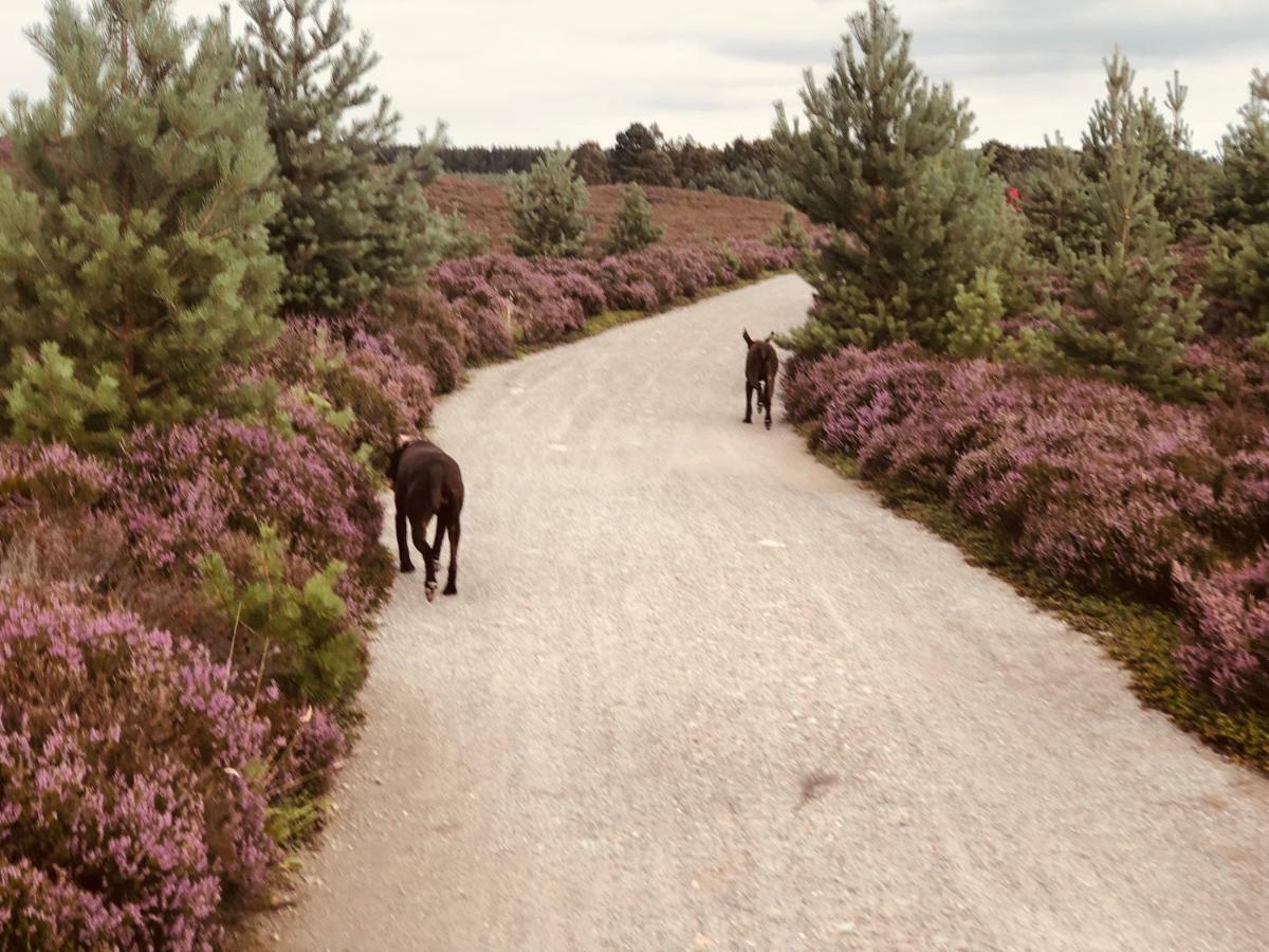 Linmore Aviemore Exteriör bild